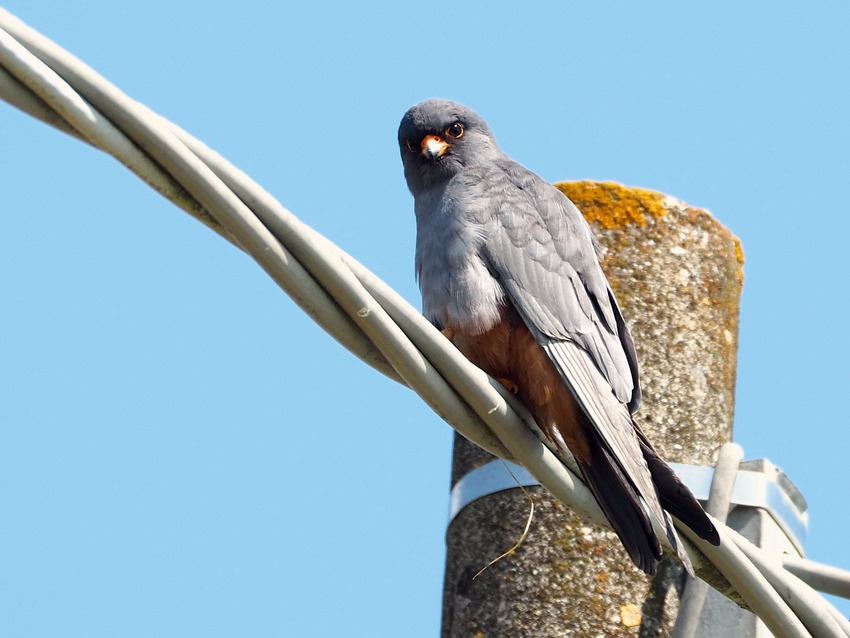 Falco cuculo (Falco vespertinus), maschio e femmina